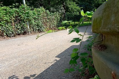 Piste cyclable DurEko-mix BIO Haltern am See Revêtements stabilisés écologiques